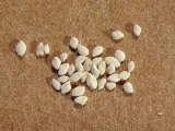 Foraminifera